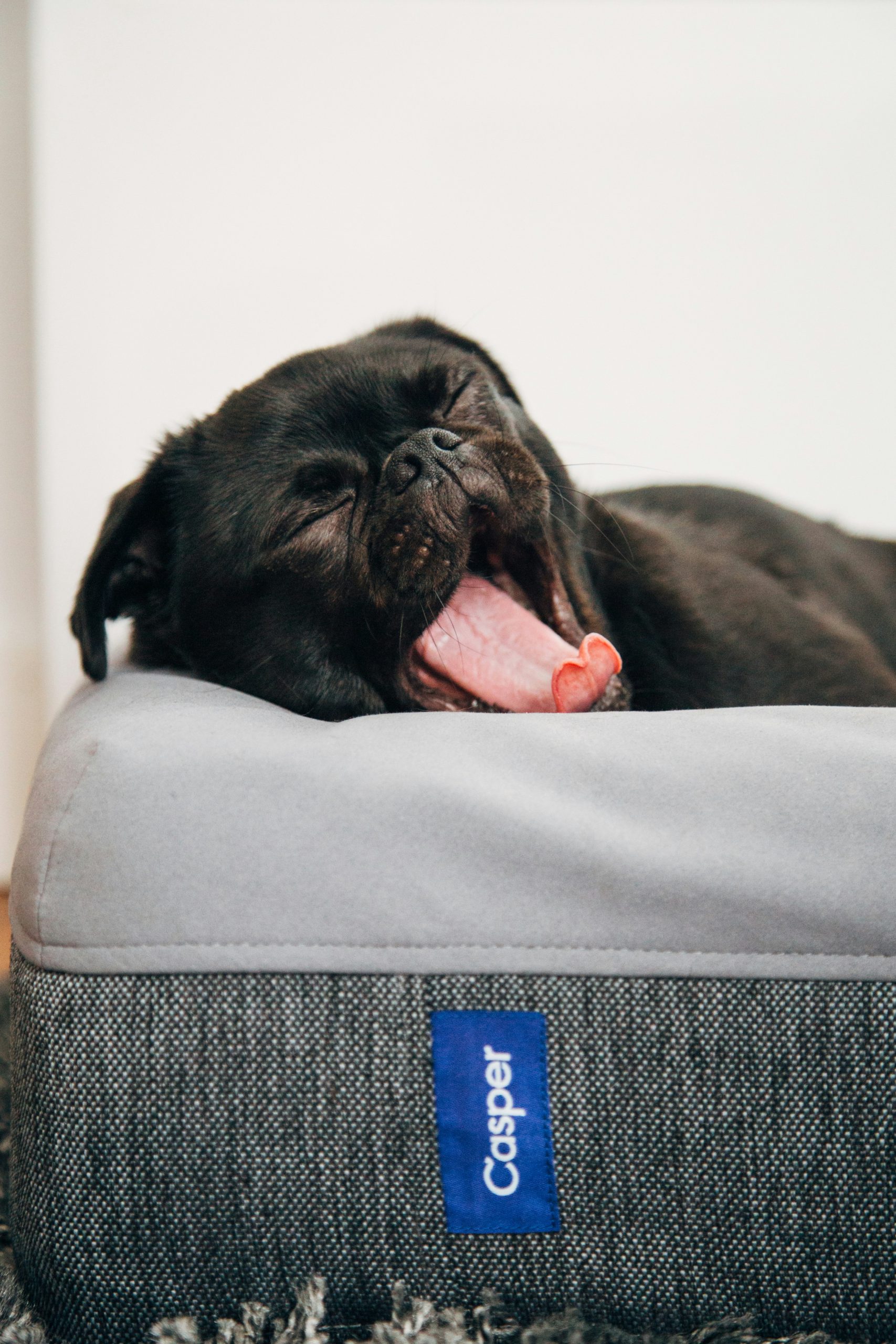 At What Age Should I Begin Training My Great Dane Puppy? At What Age Should I Begin Training My Great Dane Puppy?