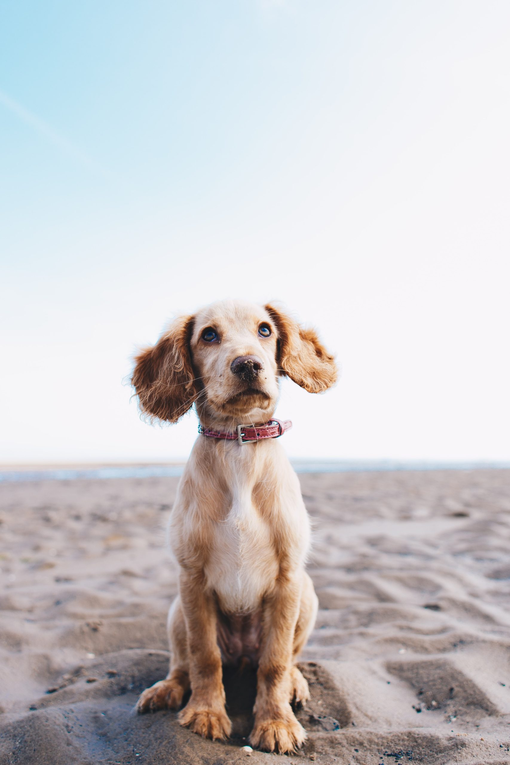 What Kind Of Bed Or Sleeping Arrangement Is Best For A Great Dane? What Kind Of Bed Or Sleeping Arrangement Is Best For A Great Dane?