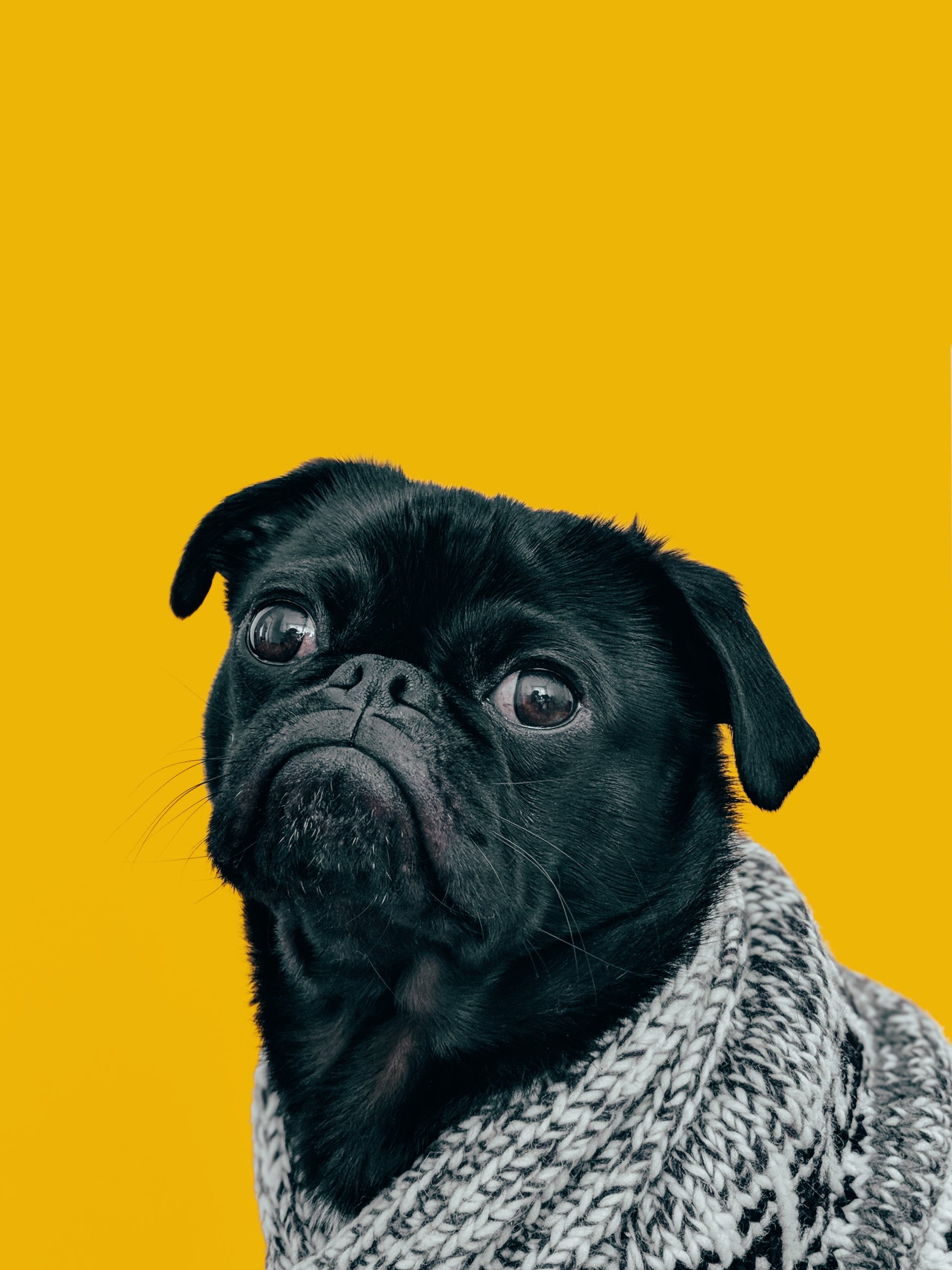 What Kind Of Bed Or Sleeping Arrangement Is Best For A Great Dane? What Kind Of Bed Or Sleeping Arrangement Is Best For A Great Dane?