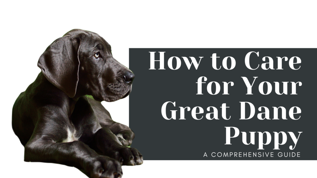 Great Dane Puppy Care How to Care for Your Great Dane Puppy