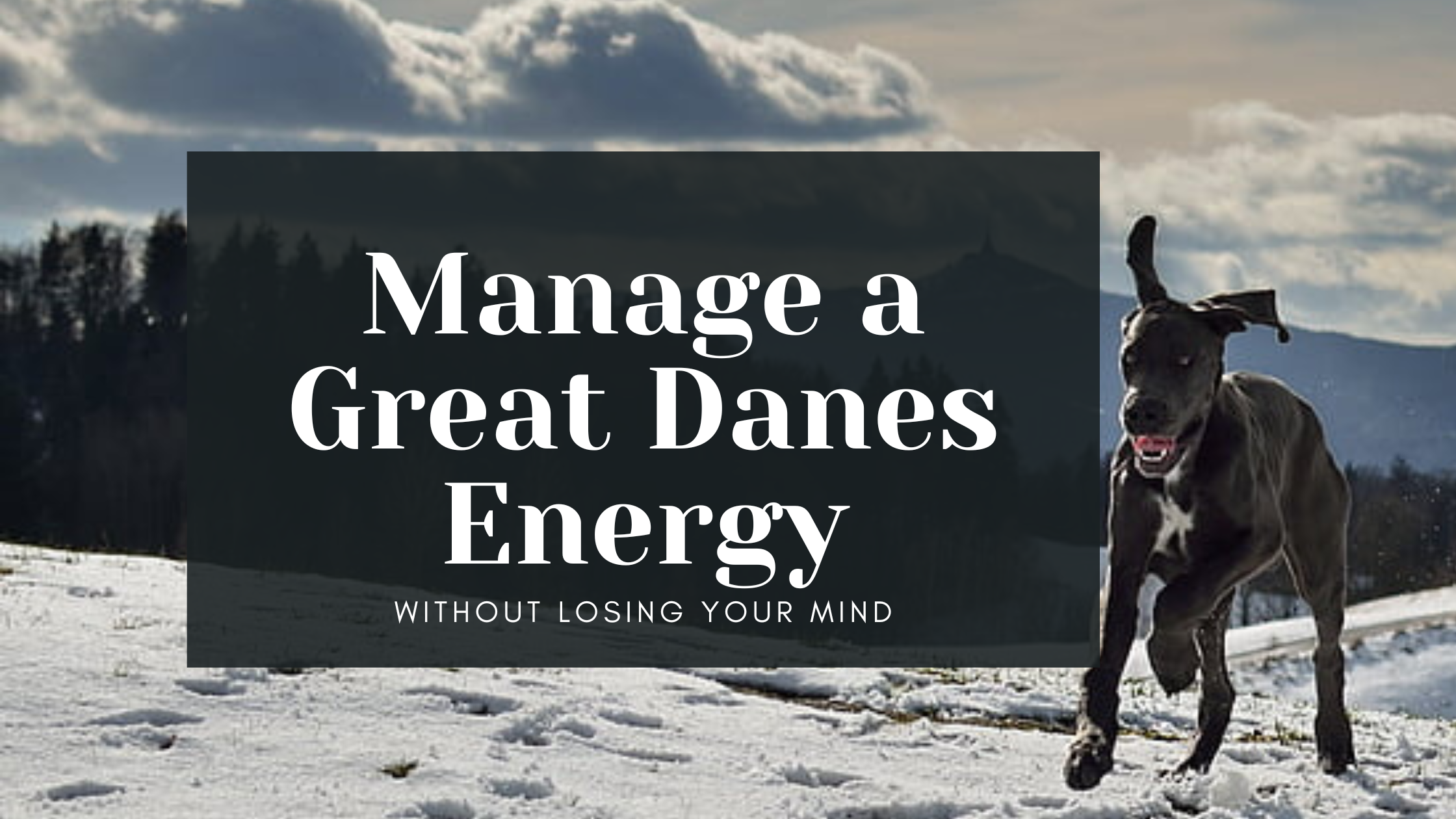 how to manage a great danes energy