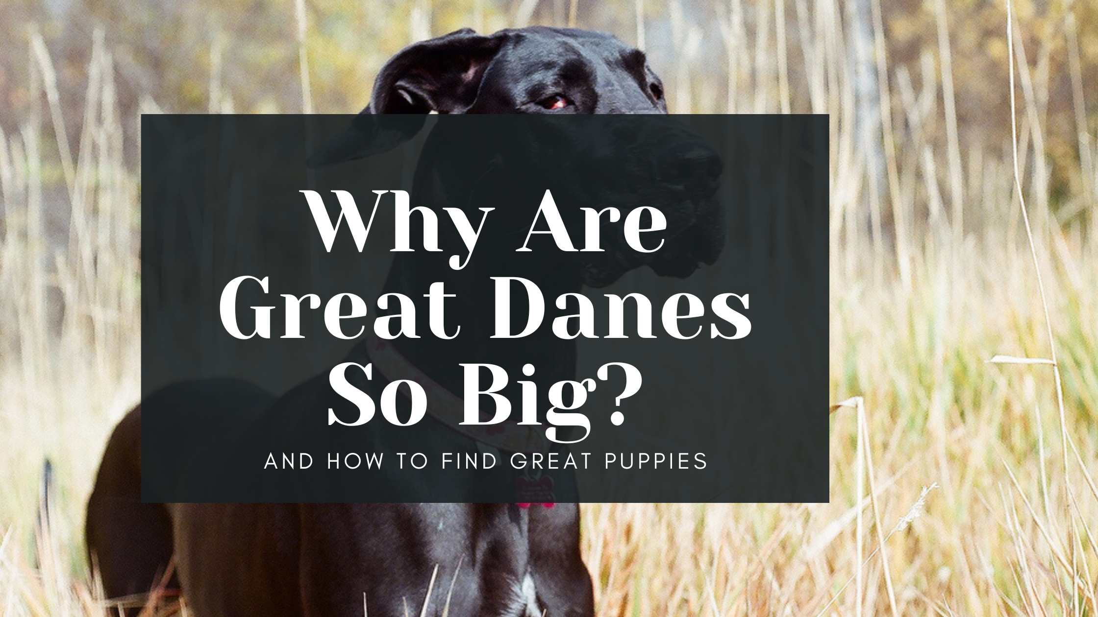 why are great danes so big
