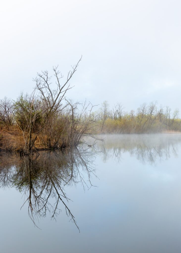 At What Age Is A Great Dane Fully Grown?