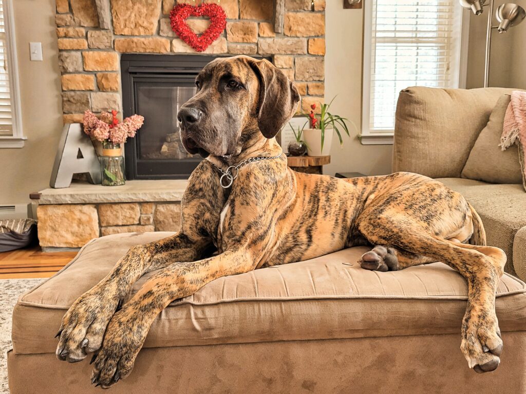 At What Age Is A Great Dane Fully Grown?